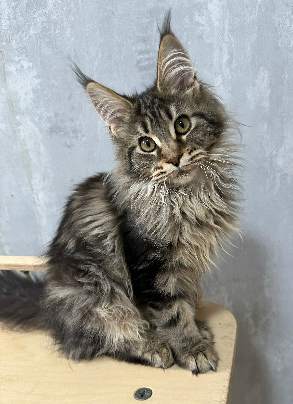 Flaffy Maine Coon Female Kitten Silver Tabby for Sale/ Available 4 IMG 20241125 WA0002