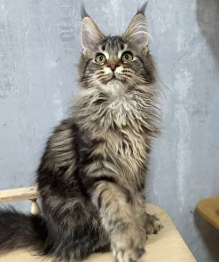 Flaffy Maine Coon Female Kitten Silver Tabby for Sale/ Available 10 IMG 20241125 WA0003