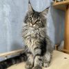 Flaffy Maine Coon Female Kitten Silver Tabby for Sale/ sold 2 maine coon kittens for sale