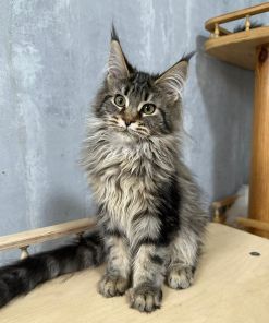 maine coon kittens for sale