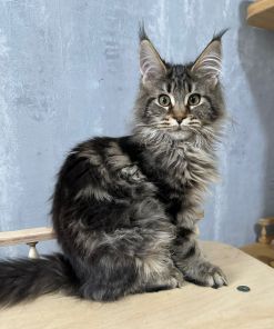 Flaffy Maine Coon Female Kitten Silver Tabby for Sale/ Available 13 IMG 20241125 WA0006
