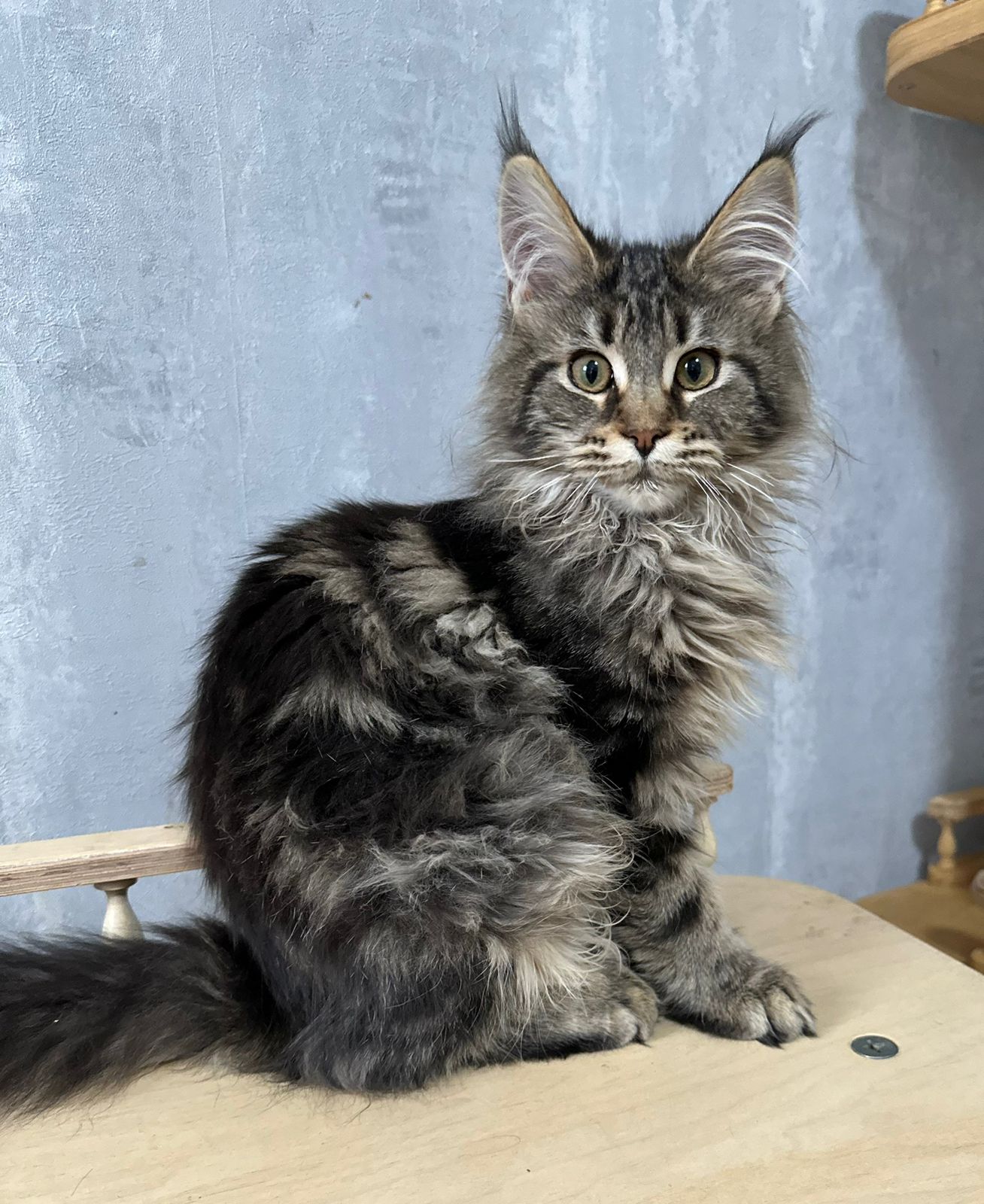 Flaffy Maine Coon Female Kitten Silver Tabby for Sale/ Available 8 IMG 20241125 WA0006