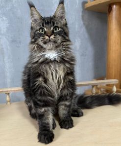 Fammy Maine Coon Female Kitten Brown Tabby / sold 16 IMG 20241125 WA0010