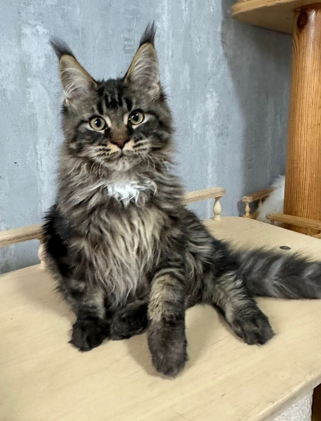 Fammy Maine Coon Female Kitten Brown Tabby / sold 7 IMG 20241125 WA0012