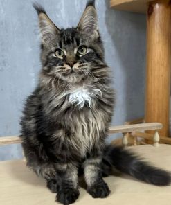 Fammy Maine Coon Female Kitten Brown Tabby / sold 13 IMG 20241125 WA0013