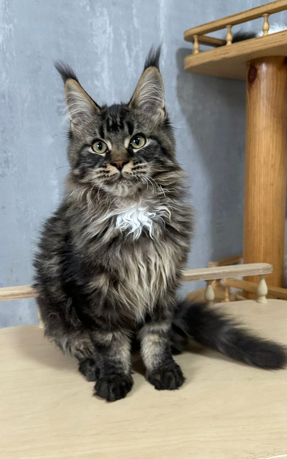 Fammy Maine Coon Female Kitten Brown Tabby / sold 6 IMG 20241125 WA0013