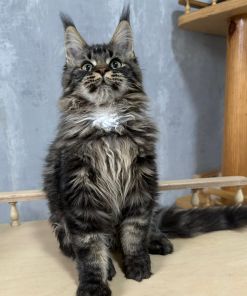 Fammy Maine Coon Female Kitten Brown Tabby / sold 12 IMG 20241125 WA0014