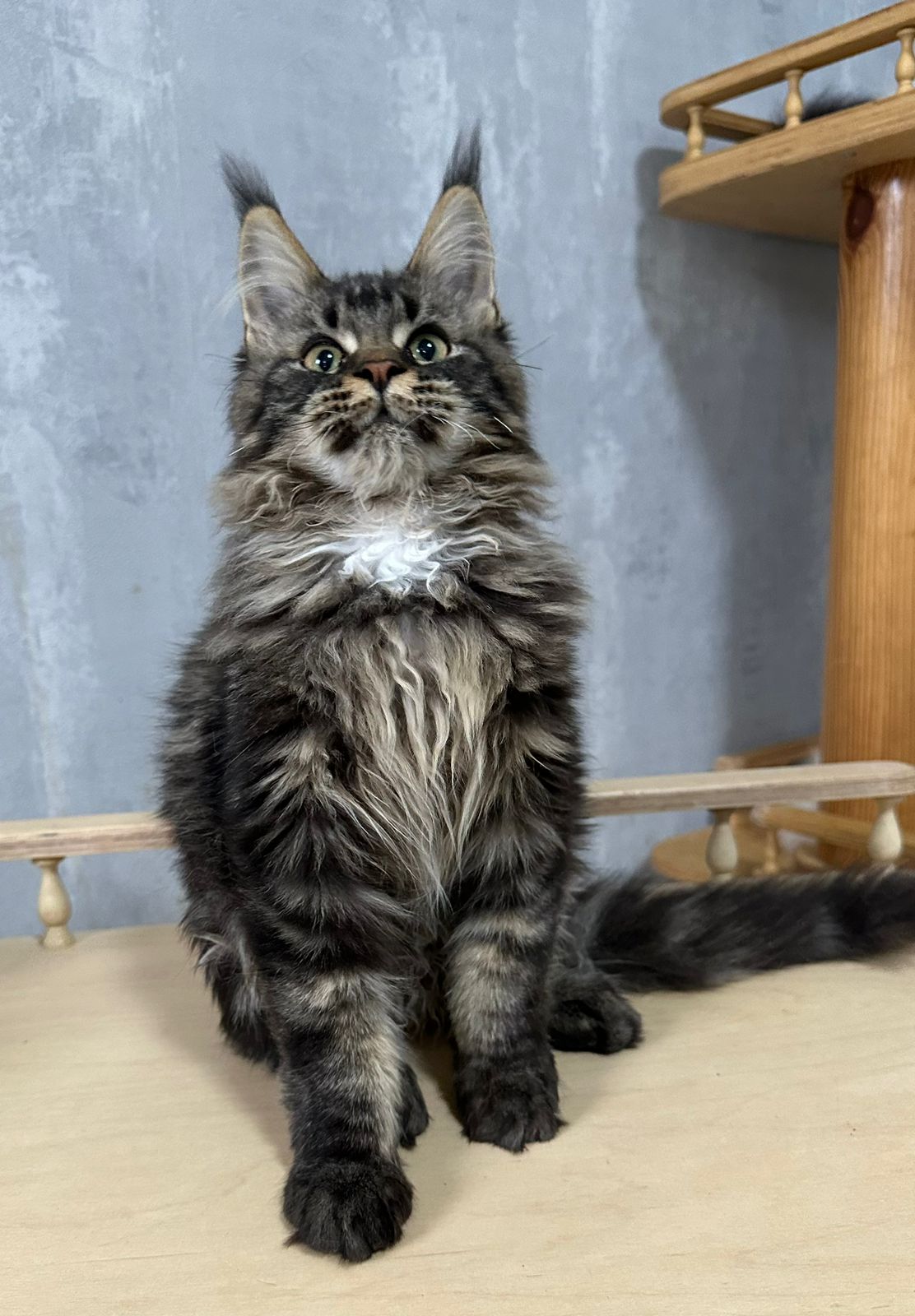 Fammy Maine Coon Female Kitten Brown Tabby / sold 5 IMG 20241125 WA0014