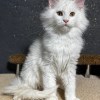 maine coon for sale