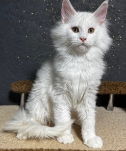 maine coon for sale