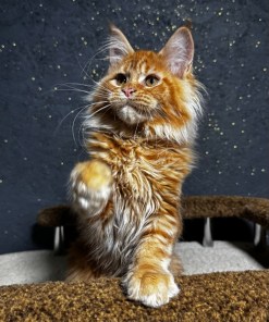 Fox Maine Coon Kitten for Sale in Wisconsin