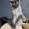 maine coon kitten for sale