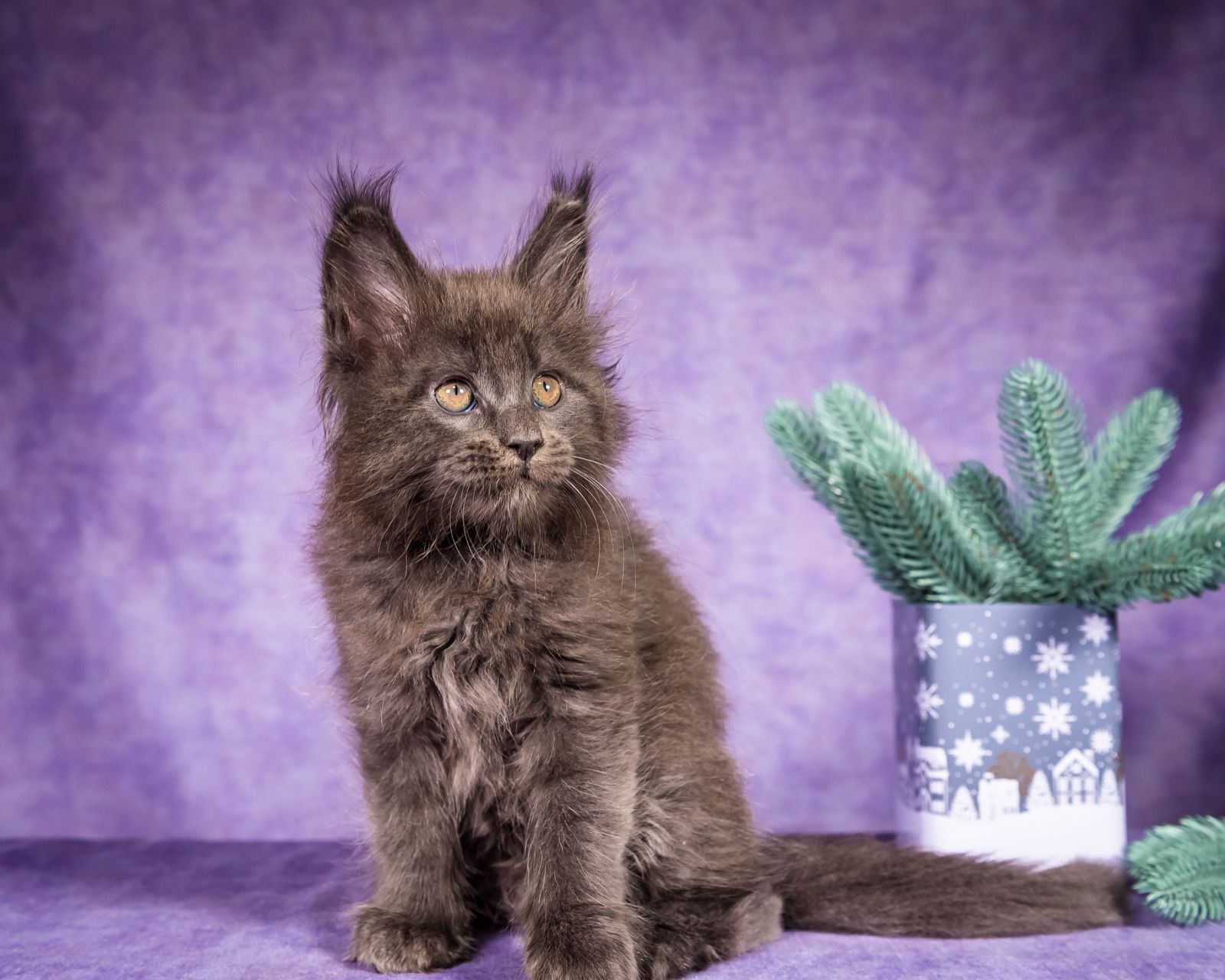 Frank Maine Coon Blue Smoke Male Kitten /SOLD 4 WhatsApp Image 2026 01 05 at 8.44.16 AM 1