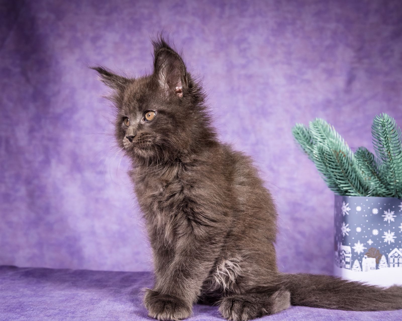 Frank Maine Coon Blue Smoke Male Kitten /SOLD 5 WhatsApp Image 2026 01 05 at 8.44.16 AM 2