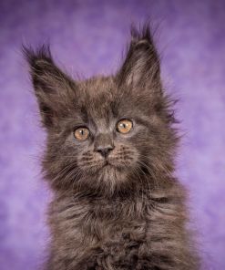 Frank Maine Coon Blue Smoke Male Kitten /SOLD 18 WhatsApp Image 2026 01 05 at 8.44.16 AM