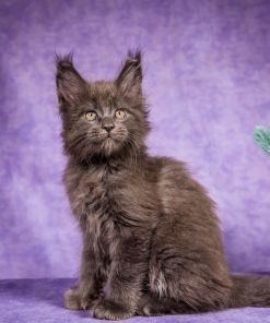 Frank Maine Coon Blue Smoke Male Kitten /SOLD 19 WhatsApp Image 2026 01 05 at 8.44.17 AM 1 1