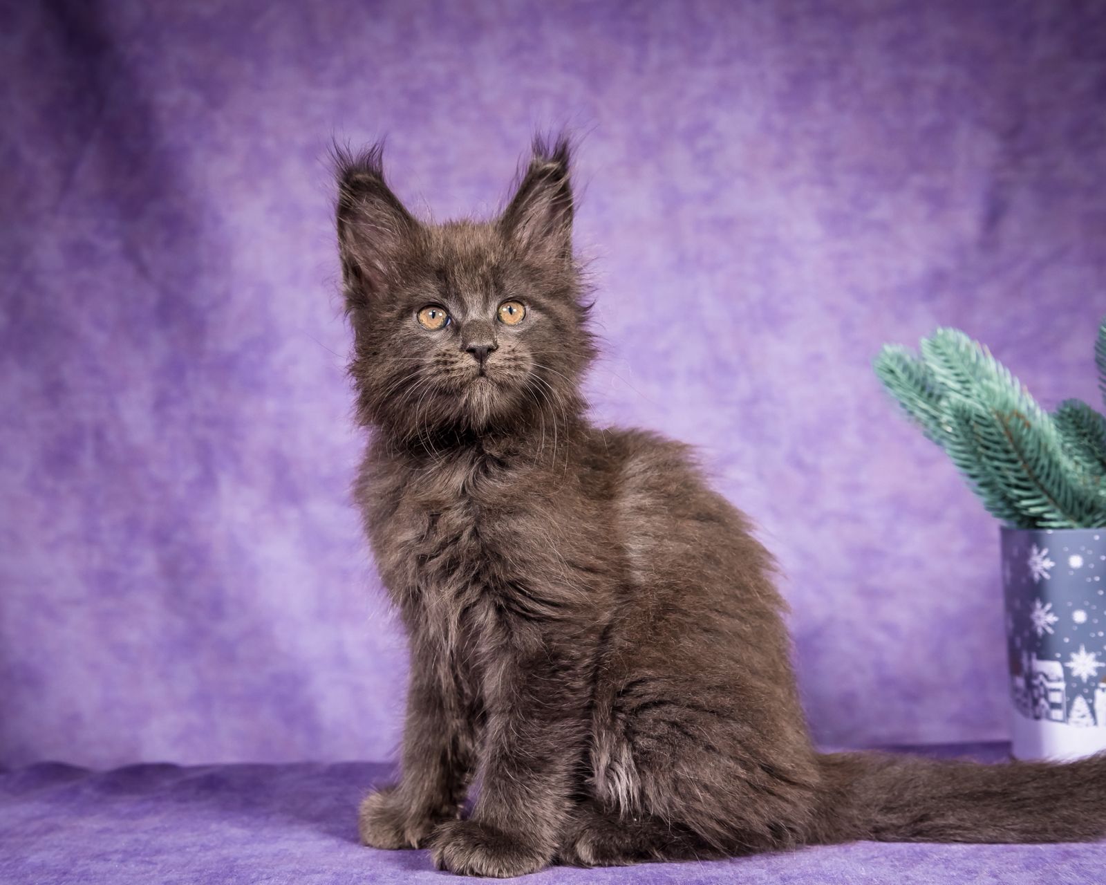 Frank Maine Coon Blue Smoke Male Kitten /SOLD 7 WhatsApp Image 2026 01 05 at 8.44.17 AM 1 1