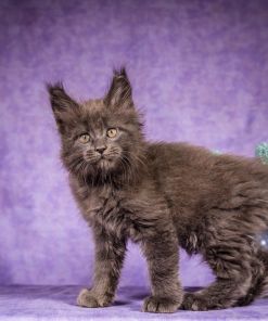 Frank Maine Coon Blue Smoke Male Kitten /SOLD 20 WhatsApp Image 2026 01 05 at 8.44.17 AM 2