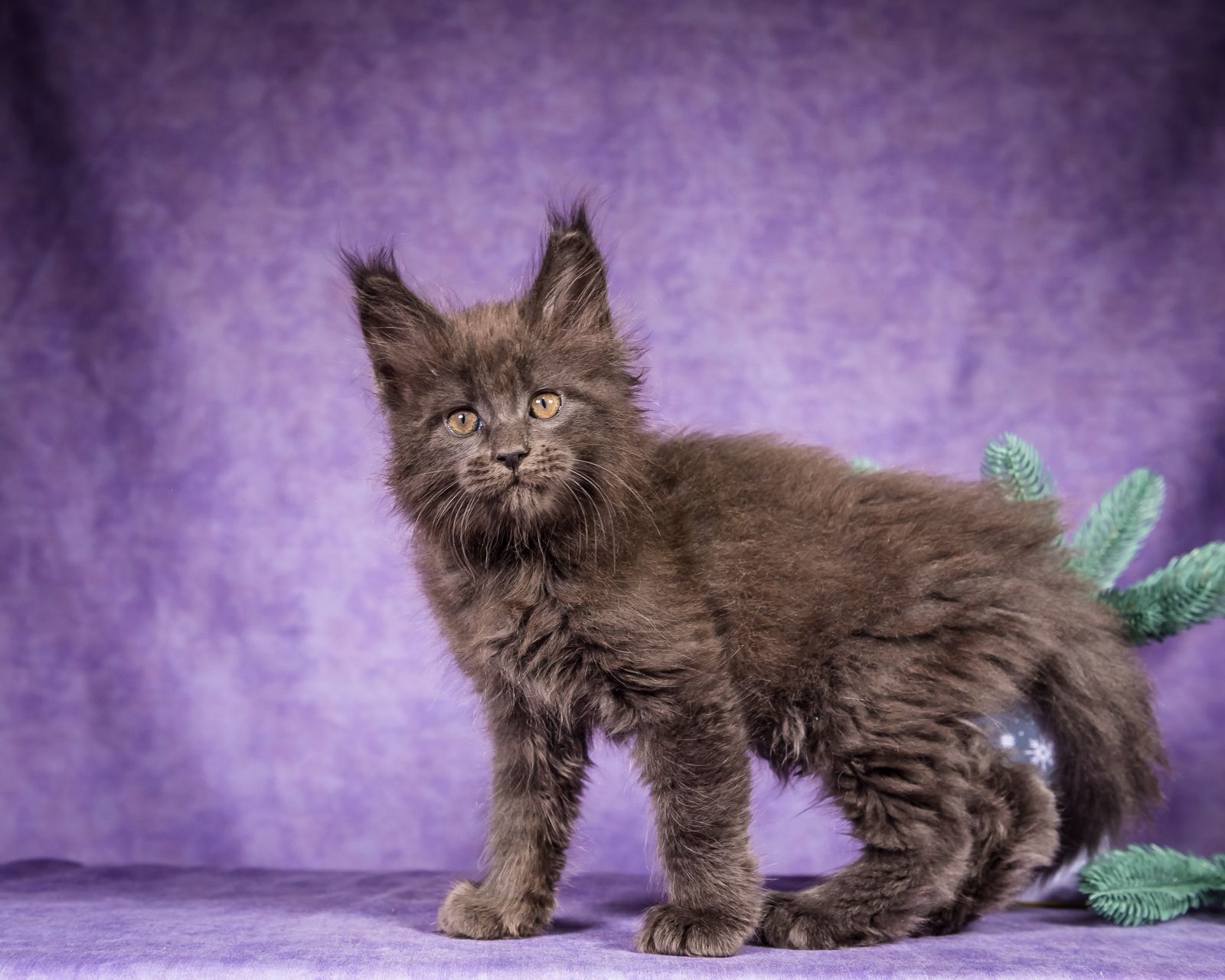 Frank Maine Coon Blue Smoke Male Kitten /SOLD 8 WhatsApp Image 2026 01 05 at 8.44.17 AM 2