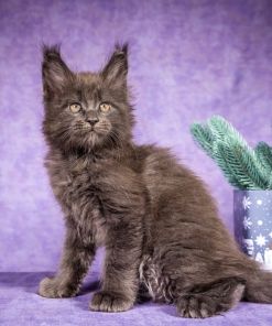 Frank Maine Coon Blue Smoke Male Kitten /SOLD 21 WhatsApp Image 2026 01 05 at 8.44.17 AM