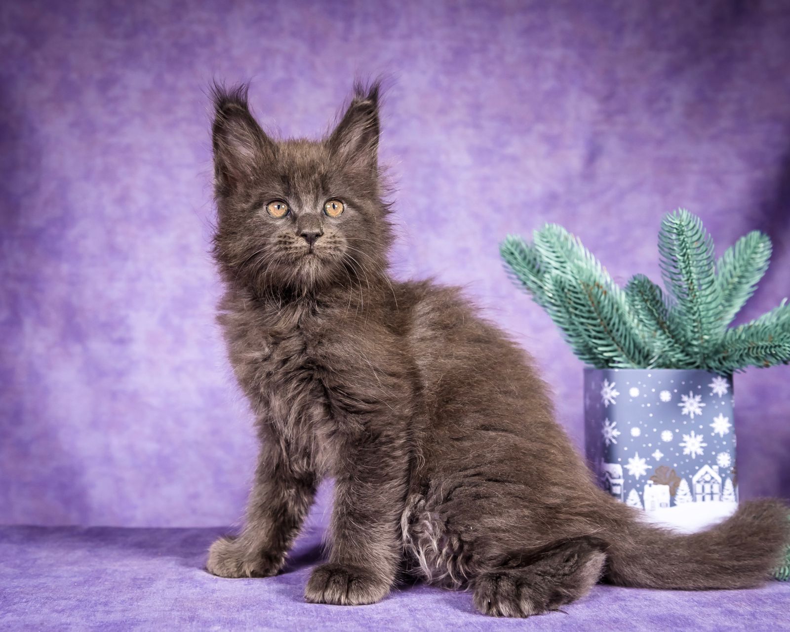 Frank Maine Coon Blue Smoke Male Kitten /SOLD 9 WhatsApp Image 2026 01 05 at 8.44.17 AM