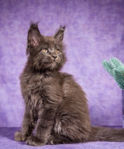 Frank Maine Coon Blue Smoke Male Kitten /SOLD 22 WhatsApp Image 2026 01 05 at 8.44.18 AM 1