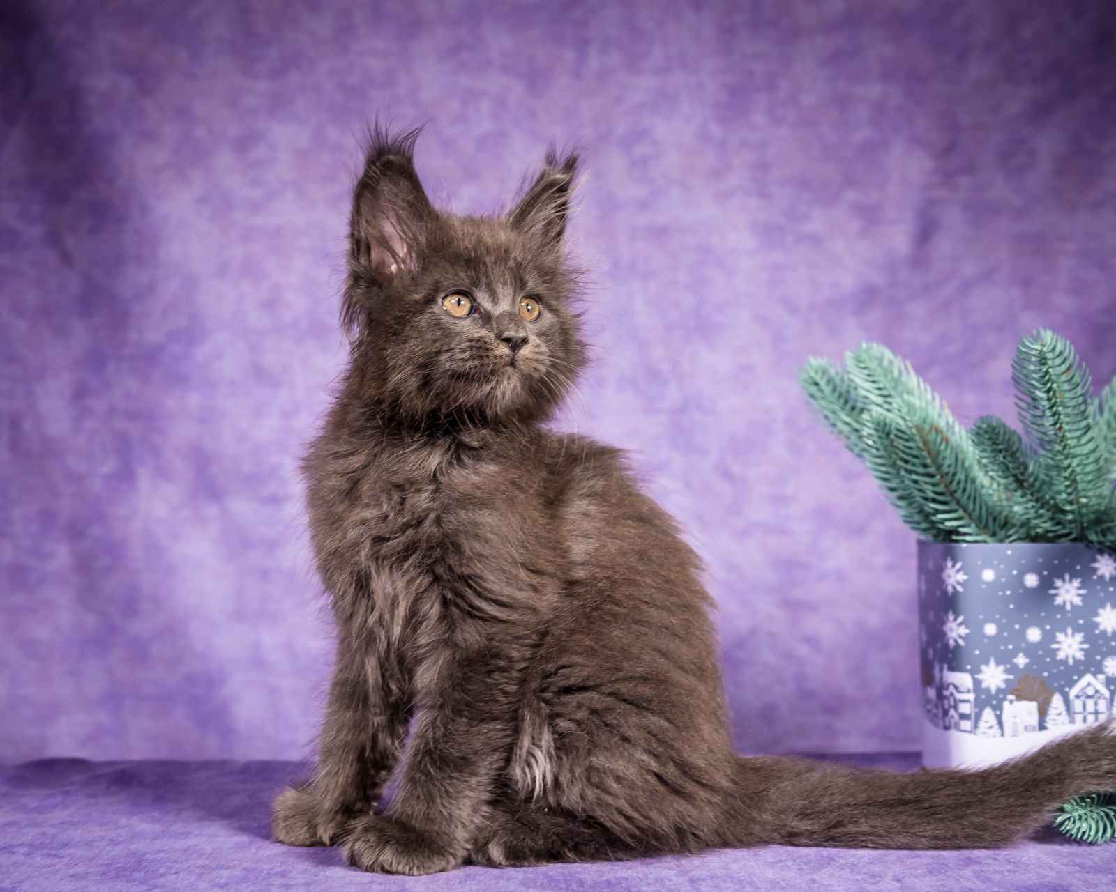 Frank Maine Coon Blue Smoke Male Kitten /SOLD 10 WhatsApp Image 2026 01 05 at 8.44.18 AM 1