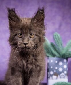 Frank Maine Coon Blue Smoke Male Kitten /SOLD 23 WhatsApp Image 2026 01 05 at 8.44.18 AM 2