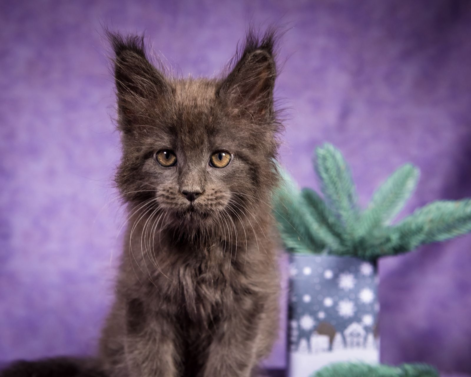 Frank Maine Coon Blue Smoke Male Kitten /SOLD 11 WhatsApp Image 2026 01 05 at 8.44.18 AM 2