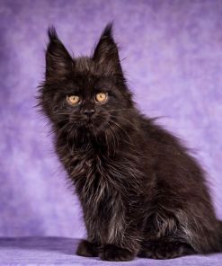 WhatsApp Image 2026 01 05 at 8.53.48 AM 1