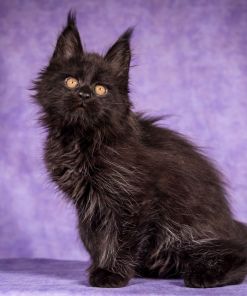 WhatsApp Image 2026 01 05 at 8.53.48 AM 2