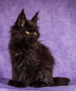 WhatsApp Image 2026 01 05 at 8.53.48 AM