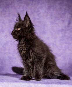 WhatsApp Image 2026 01 05 at 8.53.48 AM 3