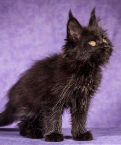 WhatsApp Image 2026 01 05 at 8.53.49 AM 1