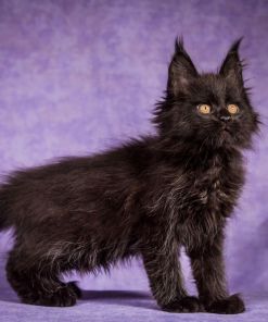 WhatsApp Image 2026 01 05 at 8.53.49 AM 2