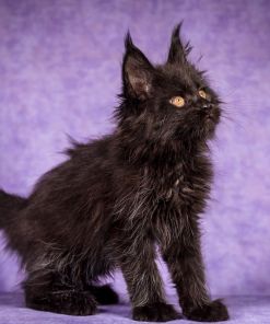 WhatsApp Image 2026 01 05 at 8.53.49 AM