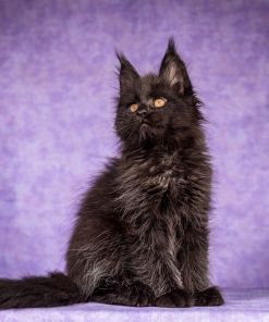 WhatsApp Image 2026 01 05 at 8.53.49 AM 3