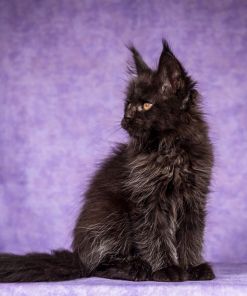 WhatsApp Image 2026 01 05 at 8.53.49 AM 4