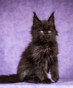 WhatsApp Image 2026 01 05 at 8.53.50 AM 1