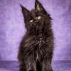 George Maine Coon Black Smoke Male Kitten /SOLD 1 WhatsApp Image 2026 01 05 at 8.53.50 AM 2
