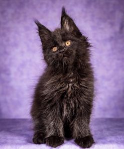 WhatsApp Image 2026 01 05 at 8.53.50 AM 2