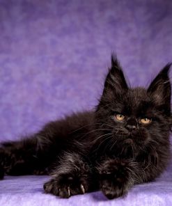 WhatsApp Image 2026 01 05 at 8.53.50 AM 3