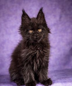 WhatsApp Image 2026 01 05 at 8.53.51 AM