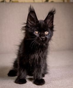 Grace Maine Coon Black Female Kitten/ SOLD 12 WhatsApp Image 2026 01 05 at 8.59.30 AM 2