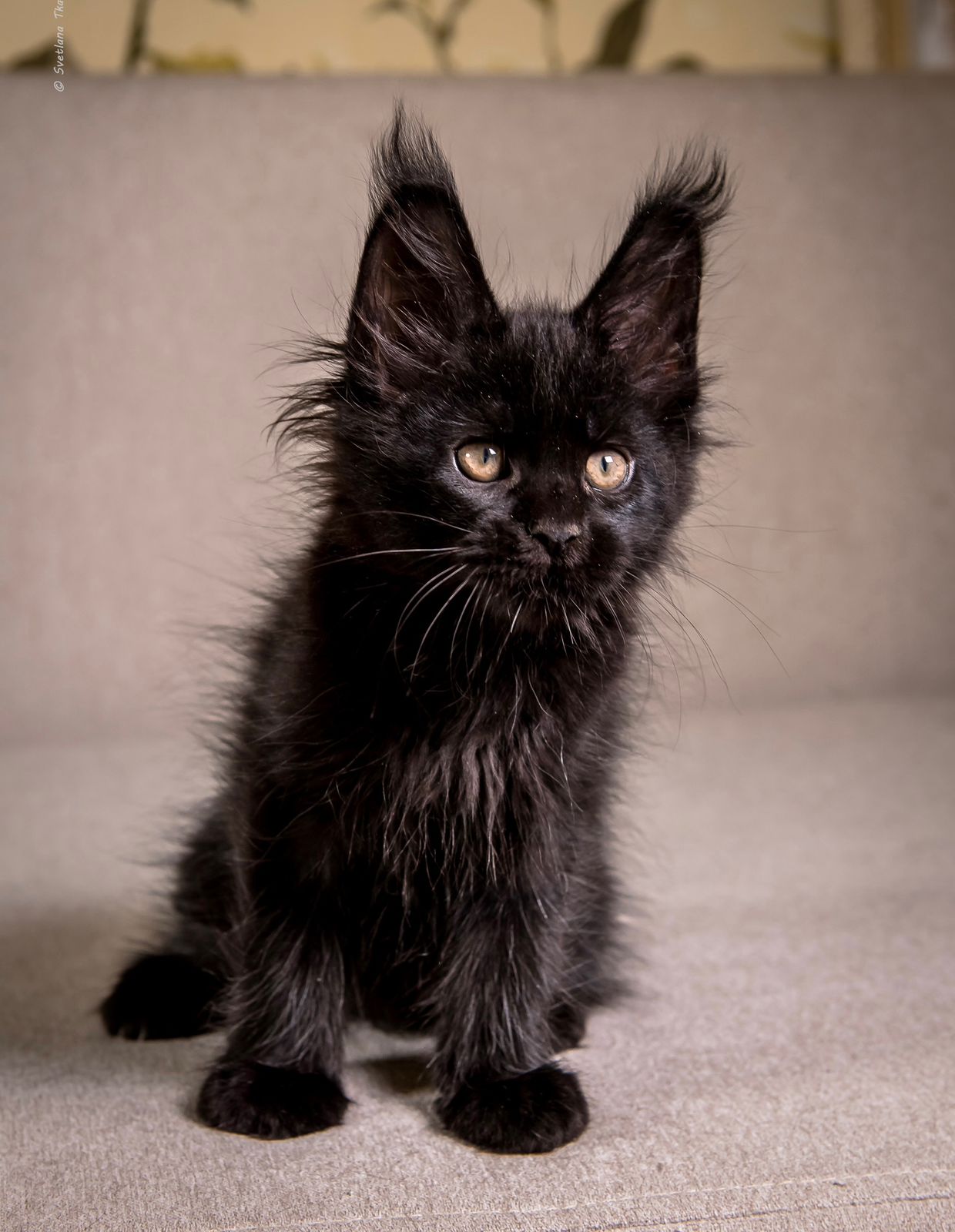 Grace Maine Coon Black Female Kitten/ SOLD 4 WhatsApp Image 2026 01 05 at 8.59.30 AM 2
