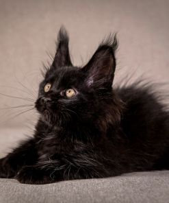 Grace Maine Coon Black Female Kitten/ SOLD 13 WhatsApp Image 2026 01 05 at 8.59.30 AM 3
