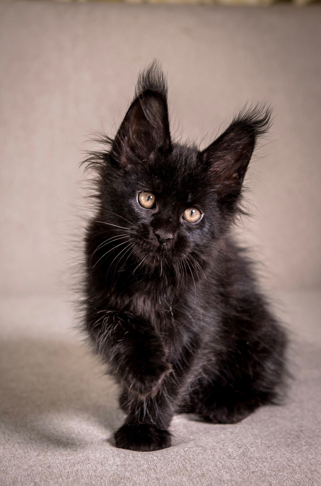 Grace Maine Coon Black Female Kitten/ SOLD 3 WhatsApp Image 2026 01 05 at 8.59.31 AM 1