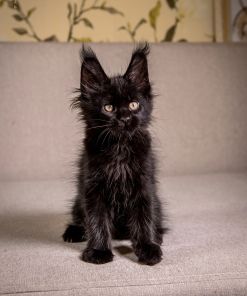Grace Maine Coon Black Female Kitten/ SOLD 15 WhatsApp Image 2026 01 05 at 8.59.31 AM 2