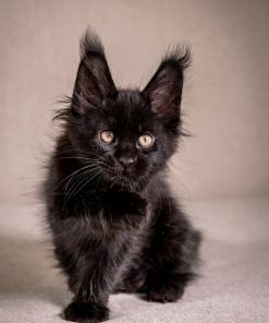 Grace Maine Coon Black Female Kitten/ SOLD 17 WhatsApp Image 2026 01 05 at 8.59.31 AM
