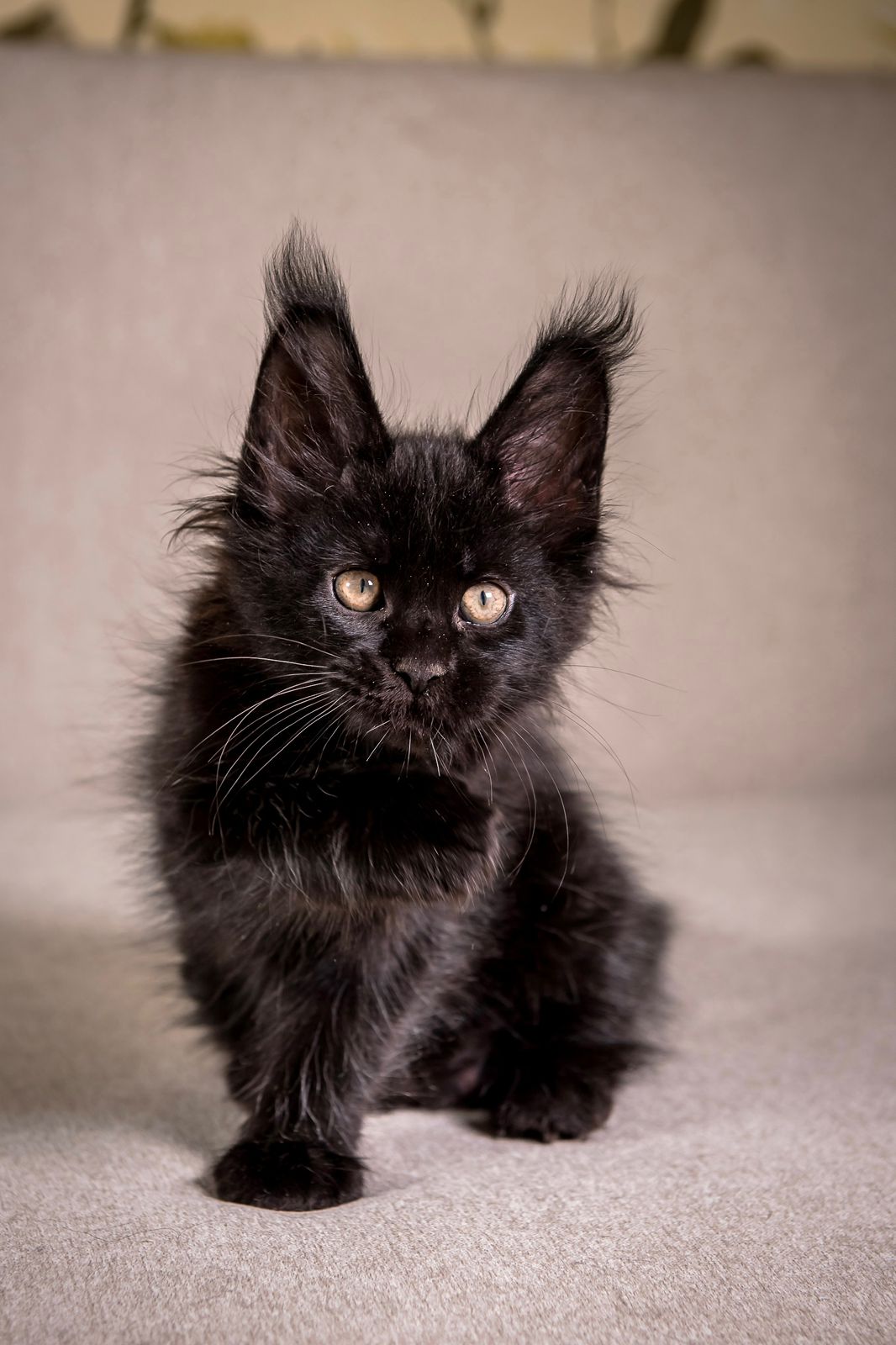 Grace Maine Coon Black Female Kitten/ SOLD 9 WhatsApp Image 2026 01 05 at 8.59.31 AM